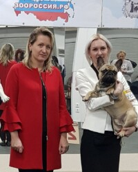 Французский бульдог MARTINI участвует в выставке, САС, Москва, ноябрь 2019