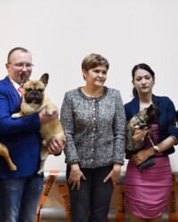 Французский бульдог NECTARINE участвует в выставке, САС, Москва, январь 2020