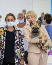 Французский бульдог MARTINI на выставке, МОНО, Москва, август 2020