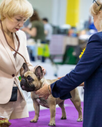 Французский бульдог UMMA на выставке, МОНО, Москва, август 2020