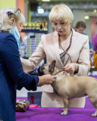 Французский бульдог UMMA участвует в выставке, МОНО, Москва, август 2020