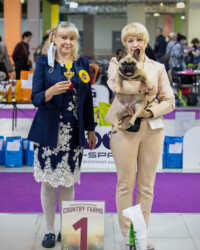 Французский бульдог UMMA в день выставки, МОНО, Москва, август 2020