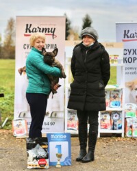 Французский бульдог NECTARINE участвует в выставке, МОНО, Тверь, октябрь 2020
