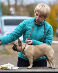 Французский бульдог UMMA на выставке, САС, Тверь, октябрь 2020