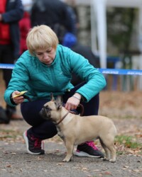 Французский бульдог UMMA на выставке, МОНО, Тверь, октябрь 2020