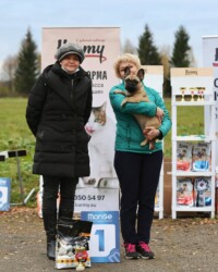 Французский бульдог UMMA участвует в выставке, МОНО, Тверь, октябрь 2020