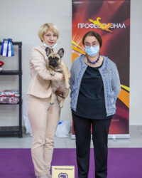 Французский бульдог UMMA на выставке, САС, Москва, октябрь 2020