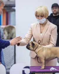 Французский бульдог UMMA на выставке, САС, Москва, октябрь 2020