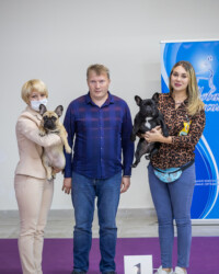 Французский бульдог UMMA в день выставки, САС, Москва, октябрь 2020