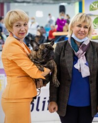 Французский бульдог NECTARINE в день выставки, САС, Москва, ноябрь 2020