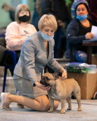 Французский бульдог MARTINI участвует в выставке, CACIB, ноябрь 2020