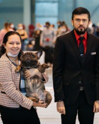 Французский бульдог NECTARINE на выставочной площадке, CACIB, ноябрь 2020