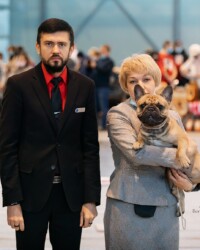 Французский бульдог MARTINI в день выставки, CACIB, ноябрь 2020