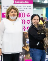 Французский бульдог NECTARINE на выставке, САС, Москва, декабрь 2020