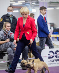 Французский бульдог UMMA в день выставки, САС, Москва, декабрь 2020