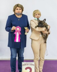Французский бульдог NECTARINE участвует в выставке, САС, Москва, февраль 2021