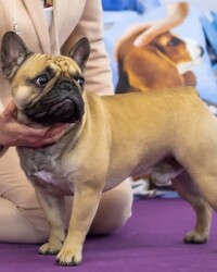 Французский бульдог MARTINI на выставке, CACIB, Санкт-Петербург, март 2021
