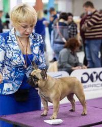 Французский бульдог UMMA на выставочной площадке, САС, Москва, апрель 2021