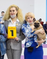 Апрель 2021: французский бульдог UMMA в день выставки, САС, Москва