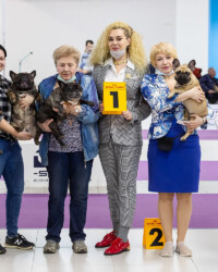 Апрель 2021: французский бульдог UMMA участвует в выставке, САС, Москва