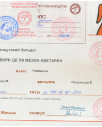[STORY]-[NECTARINE]-[05.06.2021]-[САС]-РОО РУССКАЯ ГИЛЬДИЯ КИНОЛОГОВ-Москва-Natasa Davidovic (Сербия)