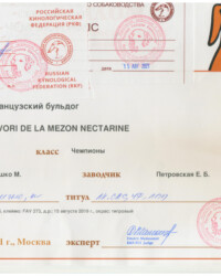 [STORY]-[NECTARINE]-[15.08.2021]-[САС]-РОО РУССКАЯ ГИЛЬДИЯ КИНОЛОГОВ-Москва-Мамонтов Дмитрий