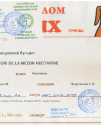[STORY]-[NECTARINE]-[15.08.2021]-[САС]-РОО РУССКАЯ ГИЛЬДИЯ КИНОЛОГОВ-Москва-Чайковская Флёра
