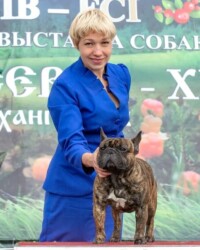 Французский бульдог NECTARINE на выставке, CACIB, август 2021