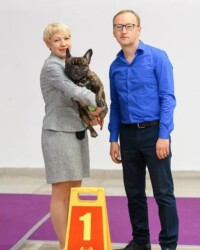 Французский бульдог NECTARINE на выставке, САС, Москва, август 2021