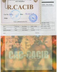[STORY]-[NECTARINE]-[16.10.2021]-[CACIB]-FCG-Грузия, г. Тбилиси-Мествиришвили Наталья