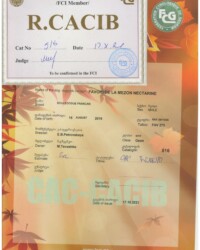 [STORY]-[NECTARINE]-[17.10.2021]-[CACIB]-FCG-Грузия, г. Тбилиси-Gerard Jipping (Nederland)