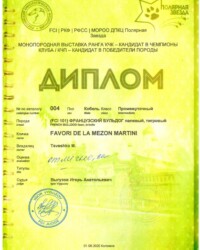 [01.08.2020]_MARTINI_Выставка ФРАНЦУЗСКИЙ БУЛЬДОГ ранга КЧК Коломна _г. Коломна_Выгузов Игорь Анатольевич_Промежуточный_ОТЛ_CW