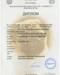 [05.12.2020]_MARTINI_Выставка ФРАНЦУЗСКИХ БУЛЬДОГОВ ранга КЧК_г. Москва_Гришина Евгения Евгеньевна_Чемпион НКП_ОТЛ-1_CW