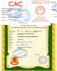 [18.07.2020]_MARTINI_(Ника) Выставка собак всех пород ранга САС г. Москва_г. Москва_Гаврилова Яна Адольфовна_Промежуточный_ОТЛ-1_CW, CAC, ЧФ