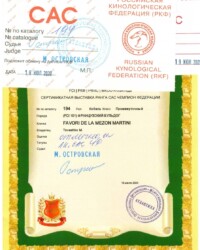 [19.07.2020]_MARTINI_(Атлантида) Выставка собак всех пород ранга САС г. Москва_г. Москва_Островская Марина Григорьевна_Промежуточный_ОТЛ-1_CW, CAC, ЧФ