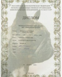 [20.09.2020]_MARTINI_Монопородная выставка ФРАНЦУЗСКИЙ БУЛЬДОГ ранга КЧК в каждом классе_г. Москва_Пирогова И._Чемпион_ОТЛ-1_CW, КЧК