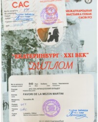[21.11.2020]_MARTINI_INTERNATIONAL DOG SHOW CACIB – FCI _ ИНТЕРНАЦИОНАЛЬНАЯ ВЫСТАВКА СОБАК CACIB – FCI + 7 speciality г. Екатеринбург 2020_г. Екатеринбург_Виктор Александро