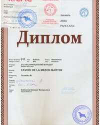 [23.10.2020]_MARTINI_Выставка собак пород 9 группы FCI ранга САС_г. Москва_Бобикова Валерия Валерьевна_Чемпион_ОТЛ-1_CW, R.CAC