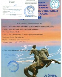 [25.10.2020]_MARTINI_Выставка собак всех пород 9 группы FCI ранга САС спешиалити _СИРИУС-г. Рязань_Белякова Ирина Викторовна_Открытый_ОТЛ_CW, CAC, КЧК