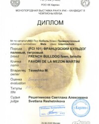 [29.08.2020]_MARTINI_Выставка ФРАНЦУЗСКИХ БУЛЬДОГОВ ранга КЧК г. Москва_г. Москва_Решетникова Светлана Алексеевна_Промежуточный_ОТЛ_CW, КЧК