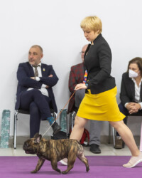 09.01.2022 Выставка собак всех пород ранга САС «НОВОГОДНИЕ ВСТРЕЧИ - 2022» МОРОО "СКС" г. Битца Прощенко Елена Валерьевна / Proshenko Elena