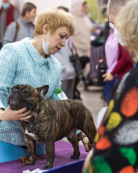 20.11.2021 Выставка ФРАНЦУЗСКИХ БУЛЬДОГОВ ранга КЧК в каждом классе РОО КЛЖ «Олимп» г. Москва FAVORI DE LA MEZON NECTARINE ОТЛ-1 CW, КЧК