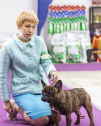 20.11.2021 Выставка ФРАНЦУЗСКИХ БУЛЬДОГОВ ранга КЧК в каждом классе РОО КЛЖ «Олимп» г. Москва FAVORI DE LA MEZON NECTARINE ОТЛ-1 CW, КЧК