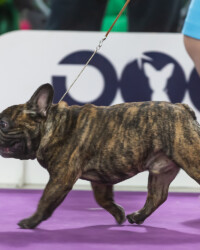 20.11.2021 Выставка ФРАНЦУЗСКИХ БУЛЬДОГОВ ранга КЧК в каждом классе РОО КЛЖ «Олимп» г. Москва FAVORI DE LA MEZON NECTARINE ОТЛ-1 CW, КЧК 20.11.2021 Выставка ФРАНЦУЗСКИХ БУЛЬДОГОВ ранга КЧК в каждом классе РОО КЛЖ «Олимп» г. Москва FAVORI DE LA MEZON NECTARINE ОТЛ-1 CW, КЧК