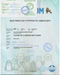 [STORY]-[NECTARINE]-[04.11.2020]-[САС]-МОО Федерация кинологии-Москва-Тимофеева Ольга