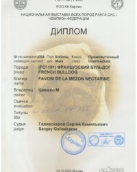 [STORY]-[NECTARINE]-[05.12.2020]-[САС]-РОО КК Карлин-Москва-Галиаскаров Сергей