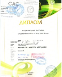 [STORY]-[NECTARINE]-[08.12.2020]-[САС]-МКОО КЛЖ Мастерс-Москва-Гаврилова Яна