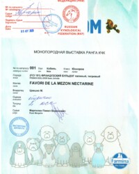 [STORY]-[NECTARINE]-[09.08.2020]-[МОНО]-МОО Федерация кинологии-Москва-Марголин Павел