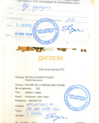 [STORY]-[NECTARINE]-[10.12.2020]-[САС]-МКОО АТЛАНТИДА-Москва-Чуприс Тамара