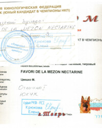 [STORY]-[NECTARINE]-[17.10.2020]-[МОНО]-ТГ ОО ТКЦ-Тверь-Крюкова Елена